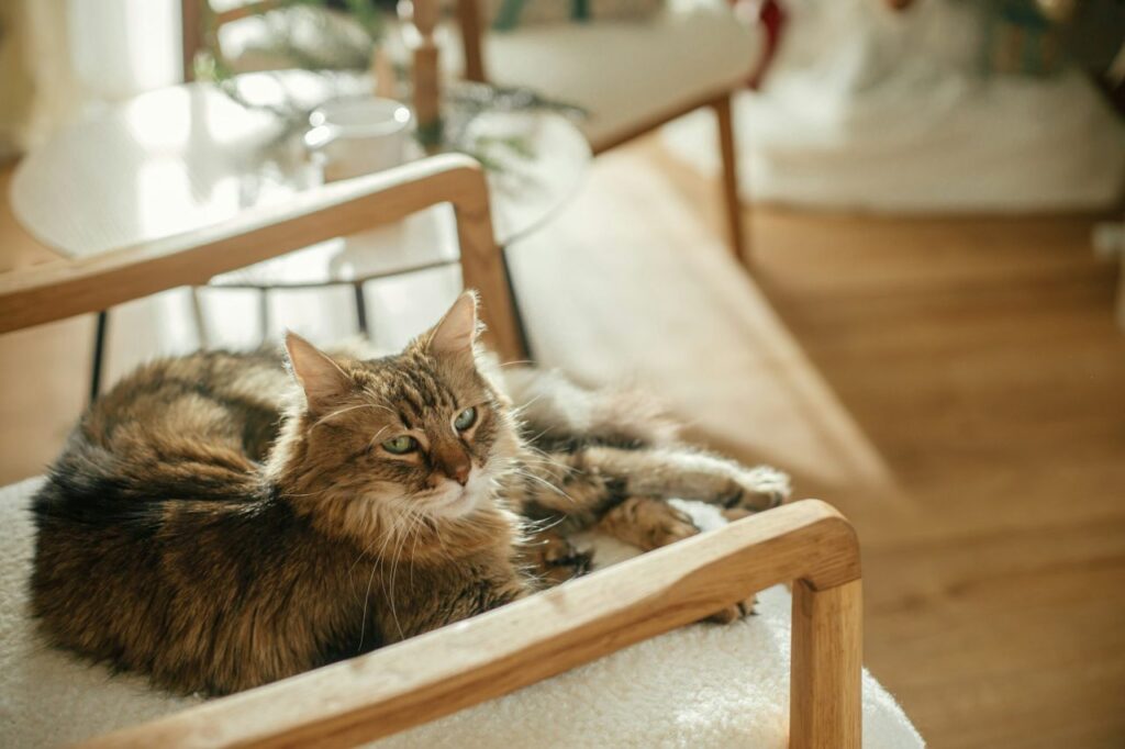 adorable cat sitting on modern armchair and relaxing on background of stylish christmas sunny room.jpg